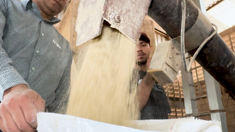 Alimentação especial mata bactérias ruins e produz menos metano 