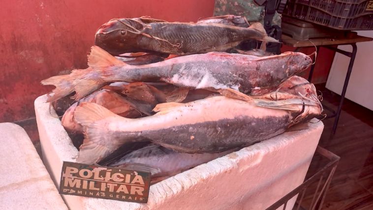 Pescados apreendidos durante Piracema