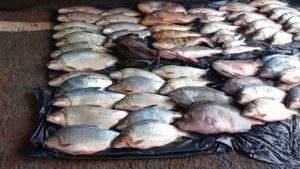 Fim da piracema no Triângulo: mais de 455 kg de pescado apreendidos e R$ 24 mil em multas aplicadas
