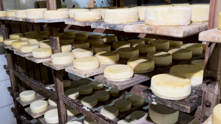 Queijo Minas Artesanal em maturação