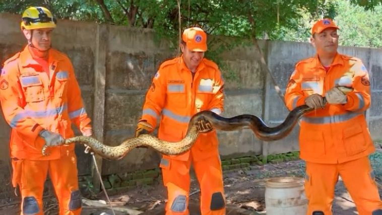sucuri capturada por bombeiros sucuri capturada por bombeiros