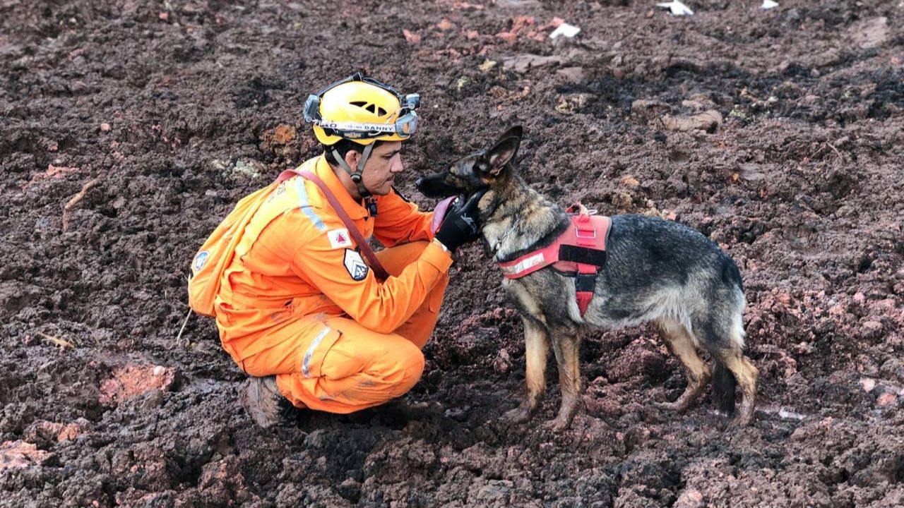 Cadela-bombeira Angel trabalhou na equipe de busca em Brumadinho