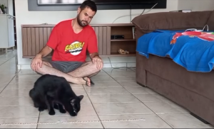 Gato vidente faz previsão de números da Mega da Virada