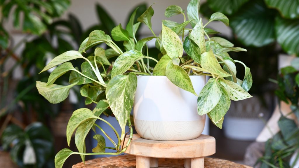 plantas de apartamento plantas de apartamento