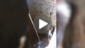 Cachorro resgatado