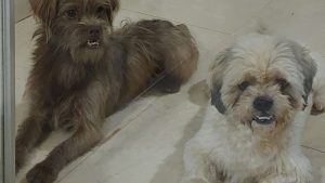 Câmera flagra abandono cruel de 2 cãozinhos em Uberlândia 