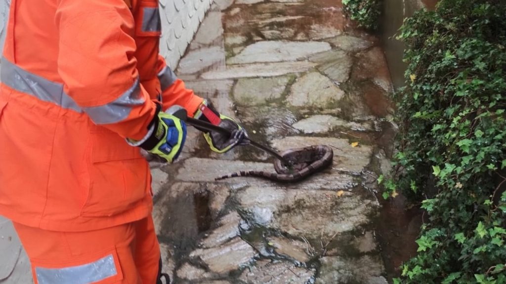 Cobras são encontradas na cidade Cobras são encontradas na cidade