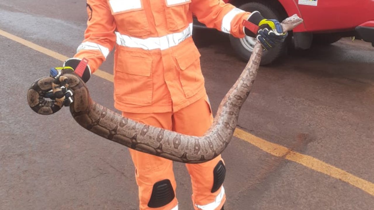 cobra-jiboia-ituiutaba-encontrada Cobra encontrada é da espécie jibóia - Crédito: Corpo de Bombeiros de Ituiutaba