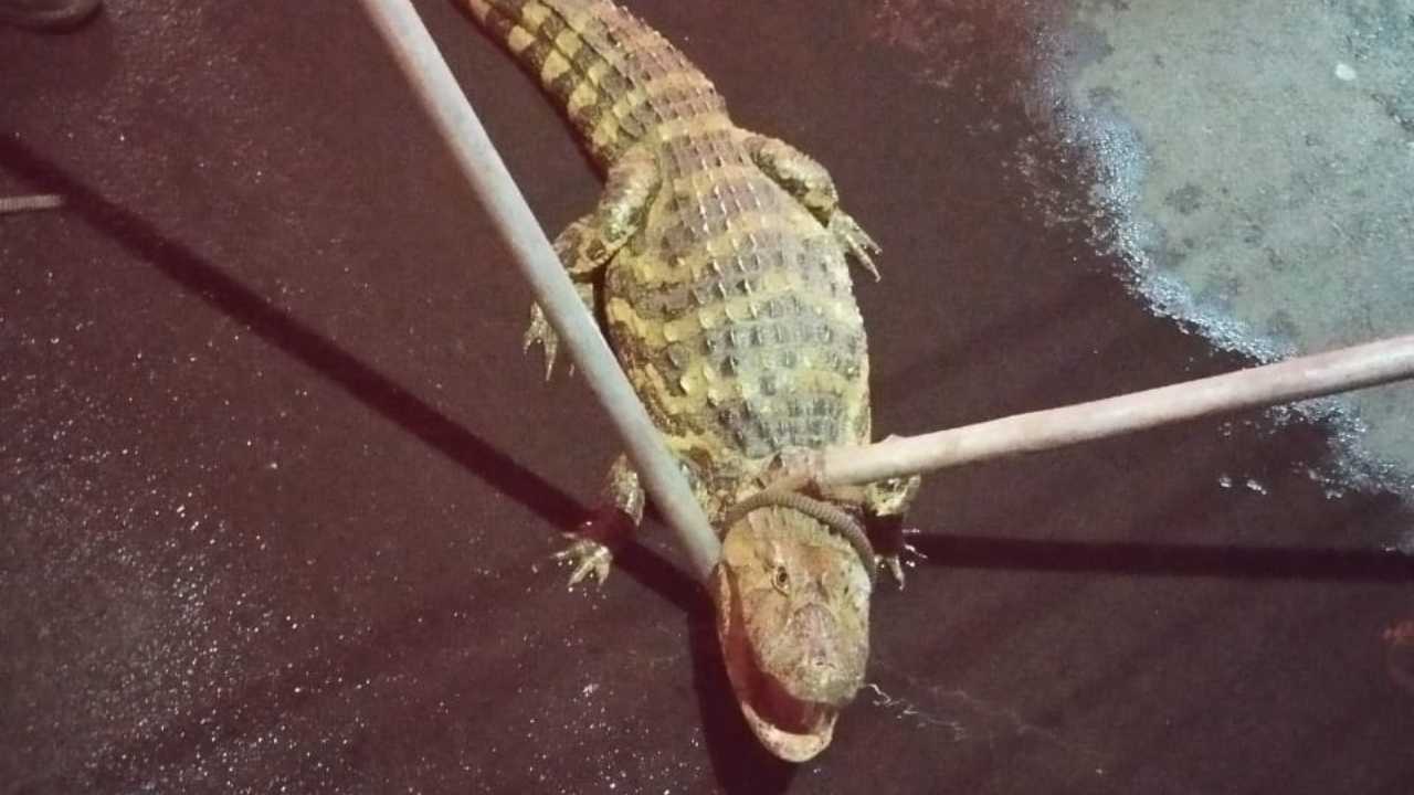 Jacaré é flagrado em Uberaba