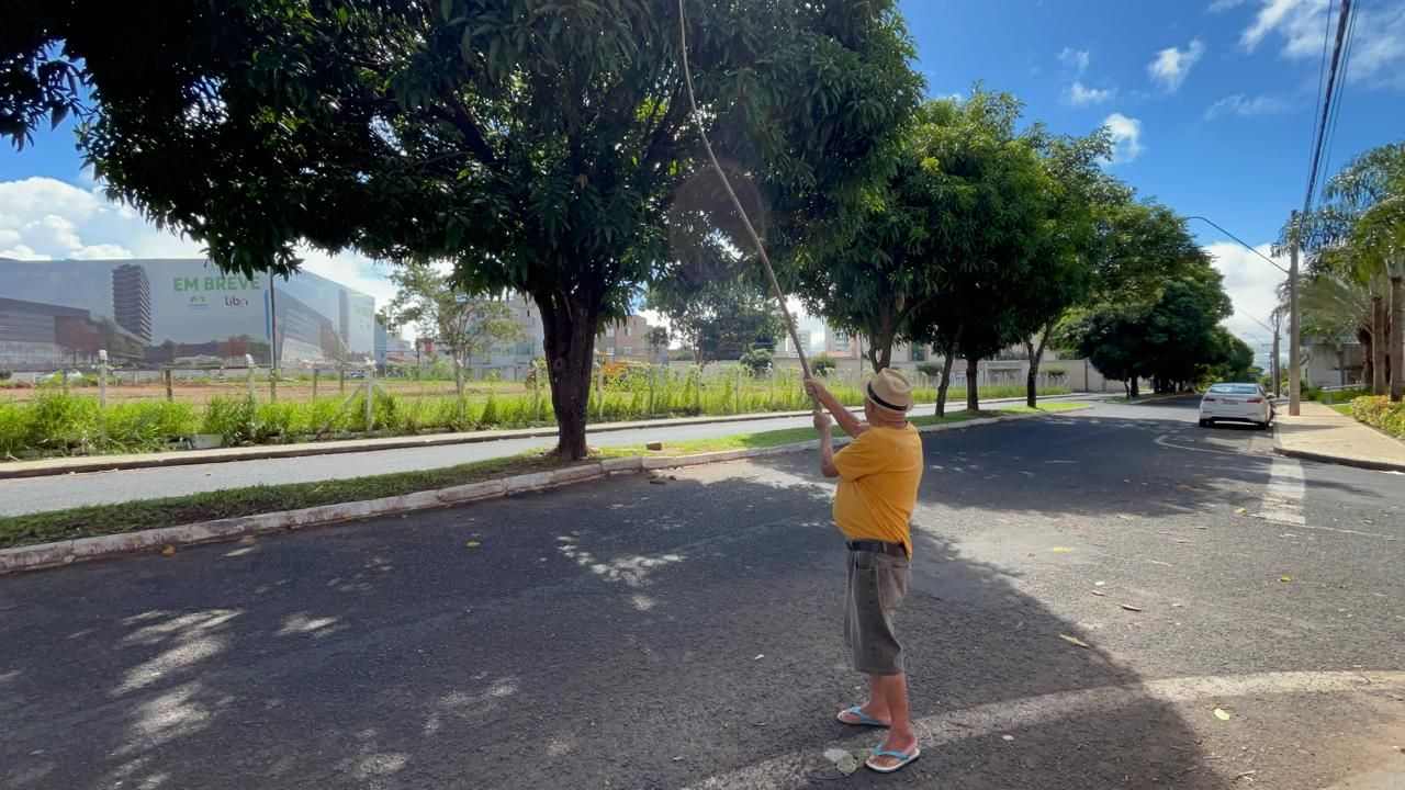 Idoso colhe mangas em pés que ele mesmo plantou