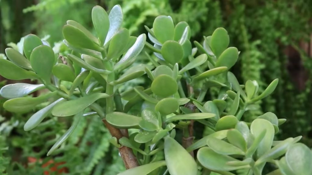 plantas que atraem dinheiro