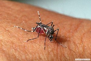 Aedes aegypti