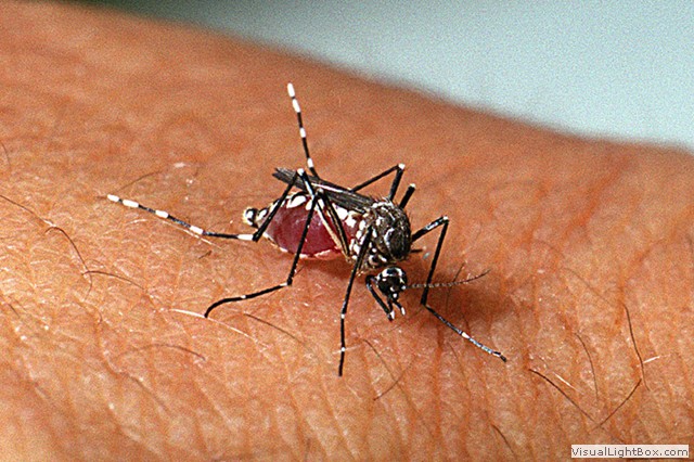 Aedes aegypti