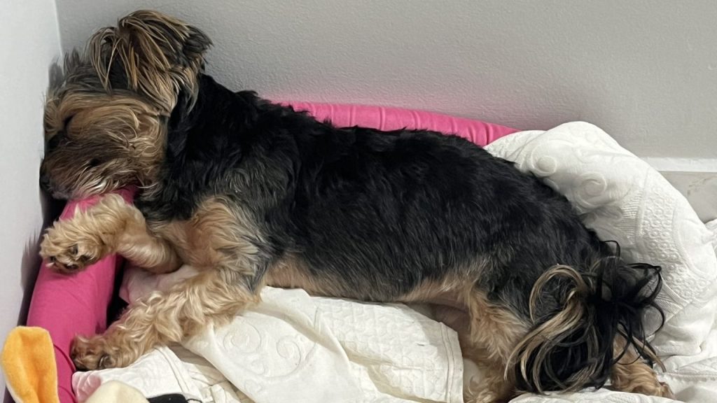 "não existe ninguém mais cansado do que um cachorrinho proletariado" - Crédito: Reprodução/ @tayslenaz