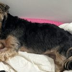 "não existe ninguém mais cansado do que um cachorrinho proletariado" - Crédito: Reprodução/ @tayslenaz