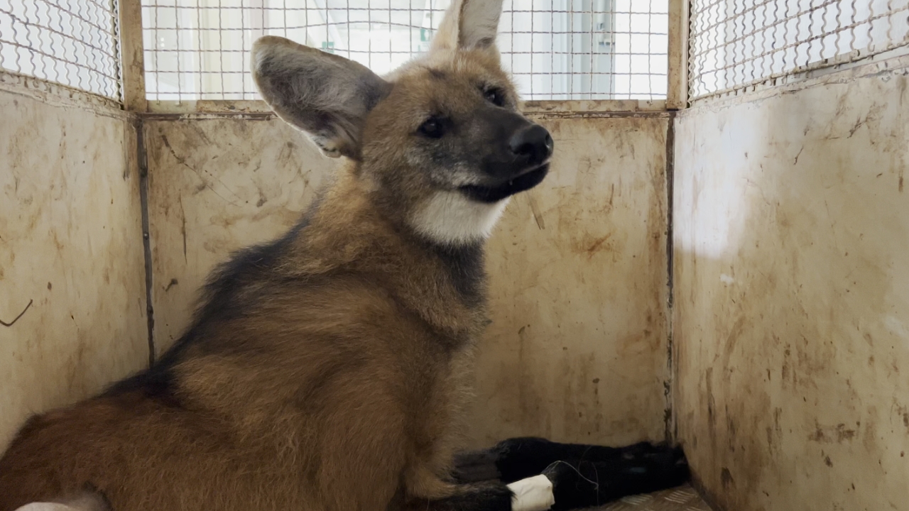 Lobo-guará é atropelado e precisa amputar pata