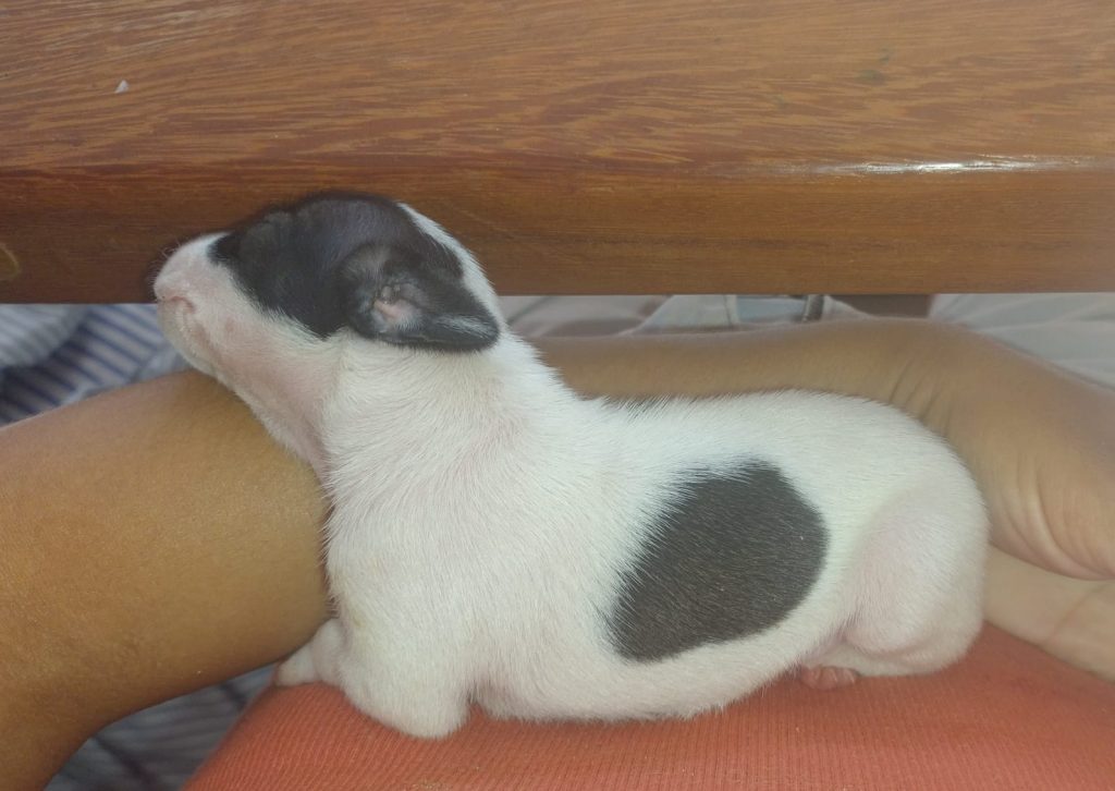 abandono Abandono