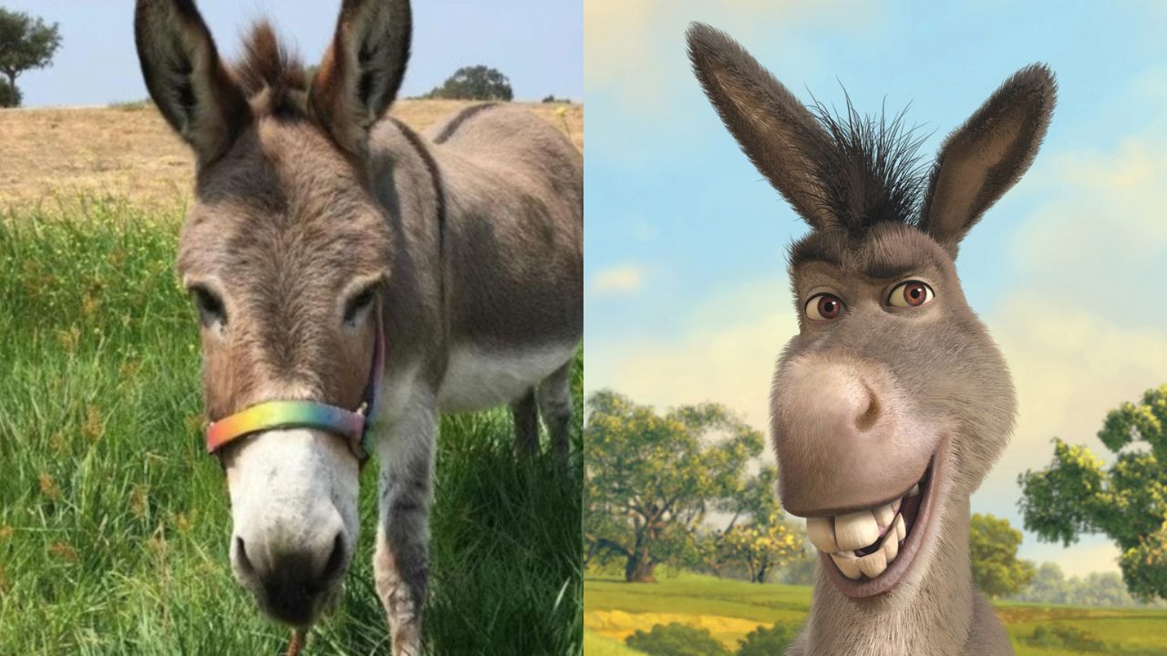 Burro que inspirou personagem de Shrek