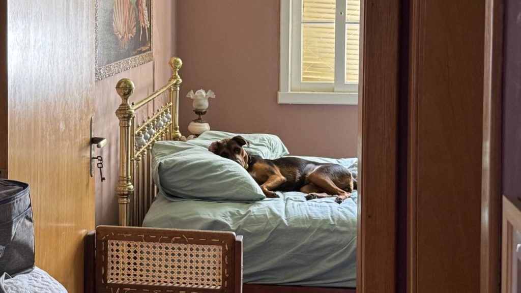 "Ontem eu tava chamando a cachorra e ela não vinha, até que levantei pra ver o que ela tava fazendo" - Crédito: @rafaellabd
