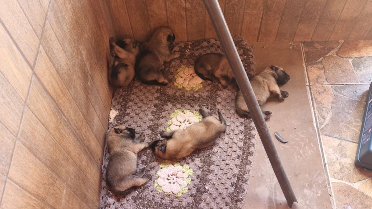 cachorrinho0s-preso-tubulação Cachorrinhos se assustaram com os barulhos dos fogos de artifício - Crédito: Corpo de Bombeiros de sacramento