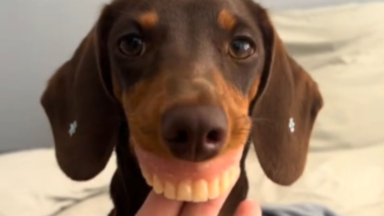 cachorro-de-dentadura-viraliza Cachorro de 'dentadura' viraliza e conquista internautas nas redes sociais - Crédito: Reprodução/ TikTok/ @vvitoriagoncalvess