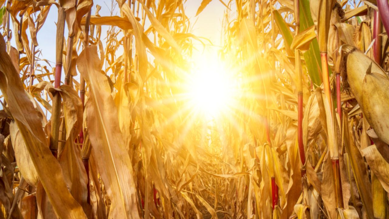 Inmet aponta 2024 como ano mais quente já registrado no Brasil Inmet aponta 2024 como ano mais quente já registrado no Brasil