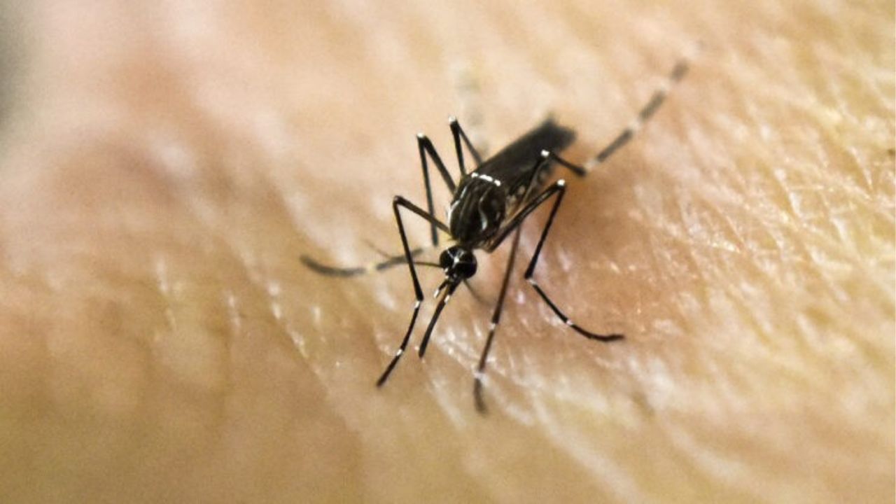 Doença não é contagiosa