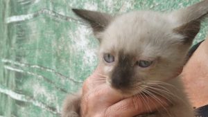 um dos gatos abandonados