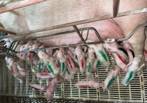 Porca dá à luz a 45 leitões no interior de Minas Gerais