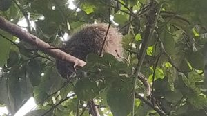 ouriço resgatado em residencia