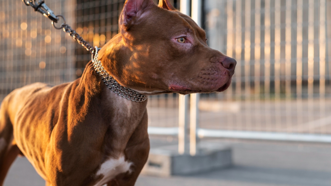 pit-bulls-legislação-santa-catarina Pit bulls