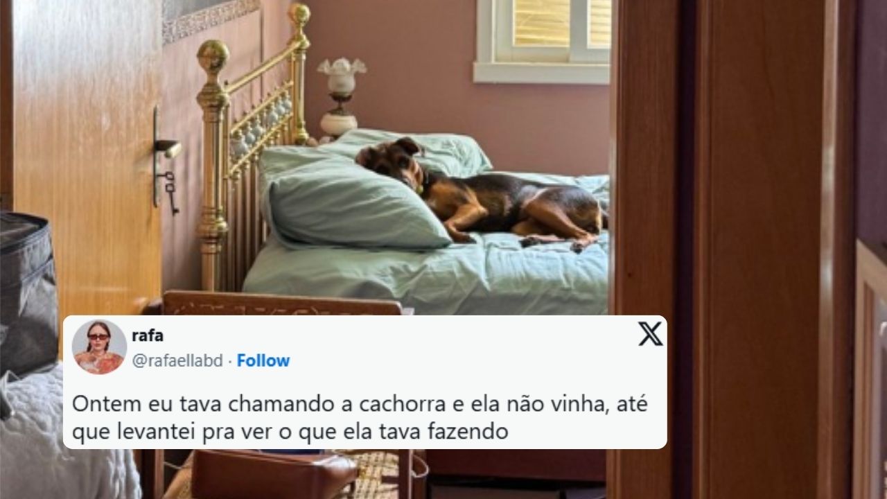 cachorro-X Cachorrinha deitada