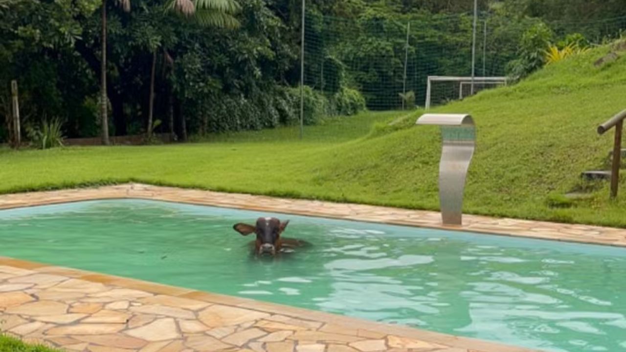 vaca-refrescar-piscina-nadando Animais precisam de cuidado especial durante o calor - Crédito: João Mendes/Arquivo Pessoal