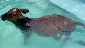 Vaca entra em piscina para se refrescar do calor - Crédito: João Mendes/Arquivo Pessoal