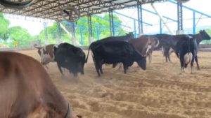 Vacas pulam de felicidade após receberem 'cama nova' - Crédito: Ailton/@ailton.c.s/TikTok