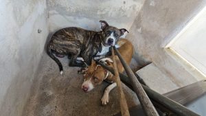 Pitbulls atacam cachorro durante passeio no bairro Roosevelt, em Uberlândia