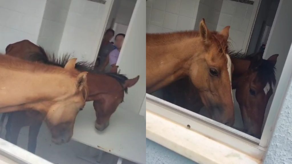 Os cavalos invadiram a UBS sem que ninguém percebesse