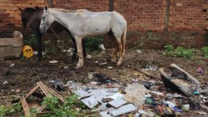 Cavalos são resgatados de maus-tratos em Uberlândia
