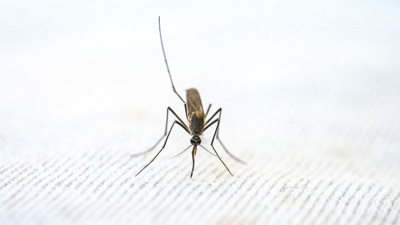 chikungunya-mosquito-minas-gerais A chikungunya é uma doença viral transmitida pelo mosquito Aedes aegypti
