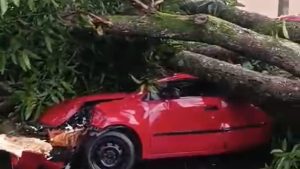 chuva e queda de árvore