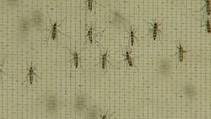 óbitos por dengue
