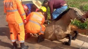 Égua é socorrida em boca de lobo em Araxá