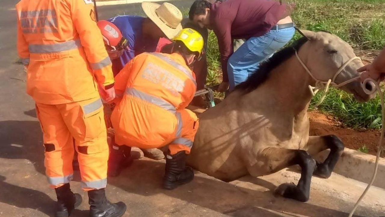 Égua é socorrida em boca de lobo em Araxá