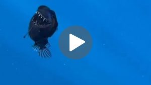 peixe 'diabo negro'