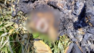 cão morto e queimado
