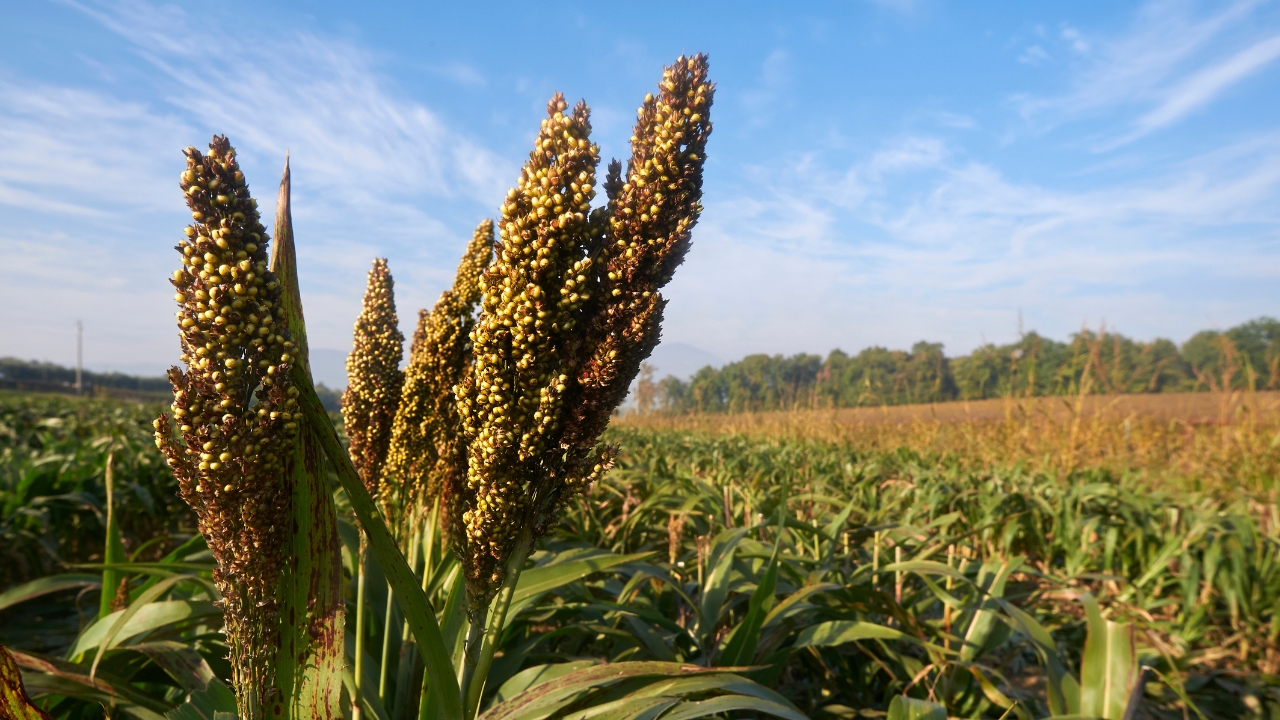 sorgo