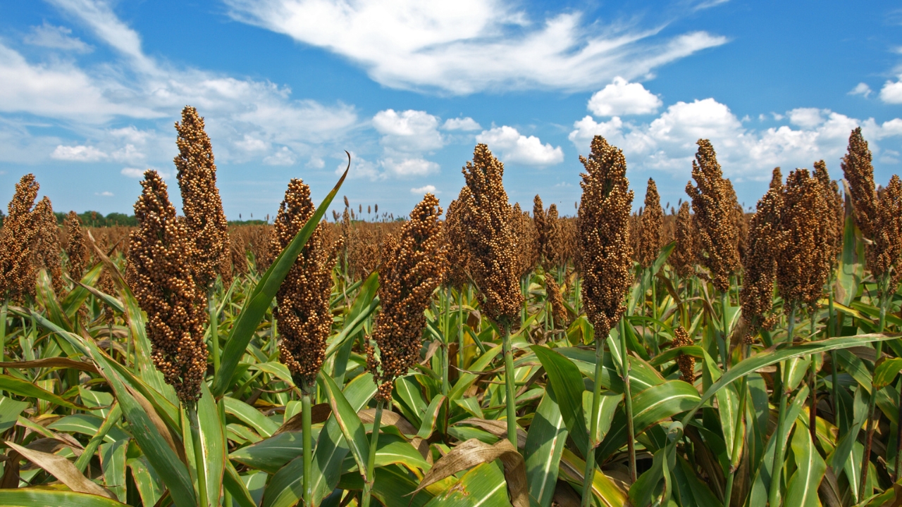sorgo