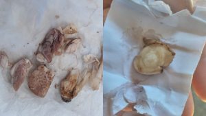 Cogumelos ingeridos