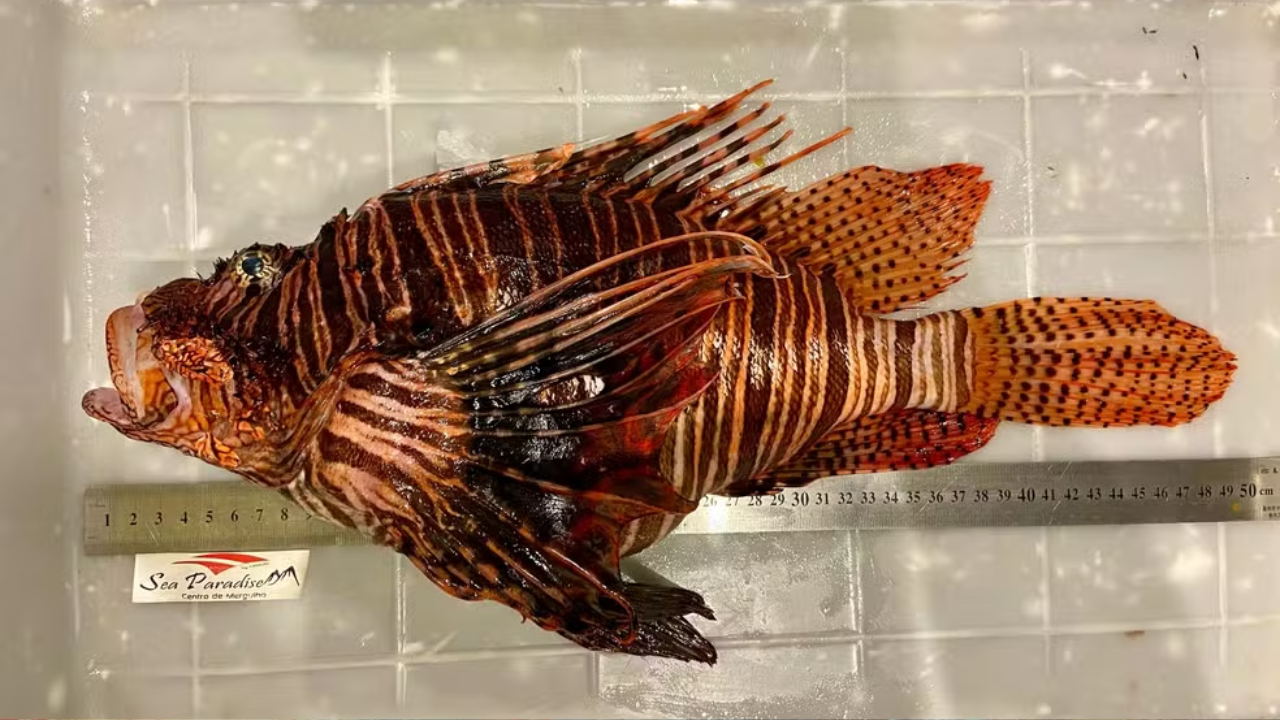 PEIXE-LEÃO