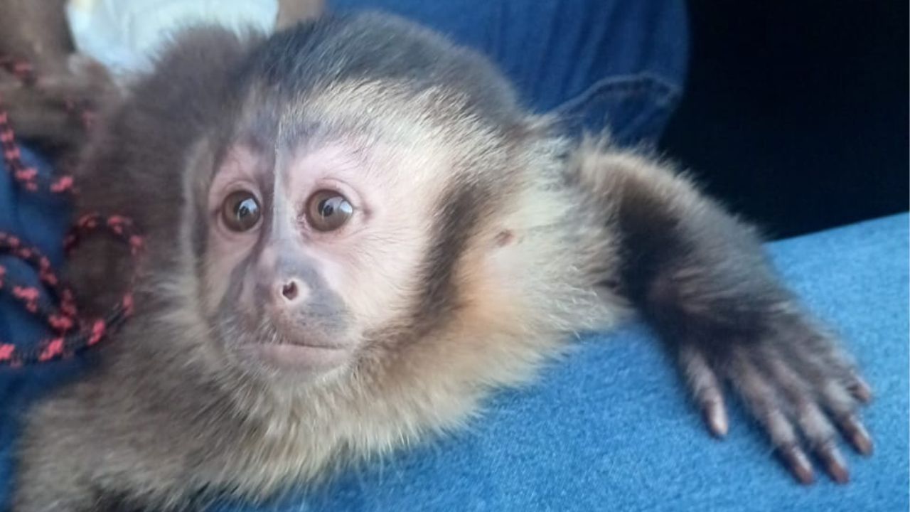 Macaco Prego recuperado no Jardim Karaíba - Crédito: Polícia Militar Ambiental